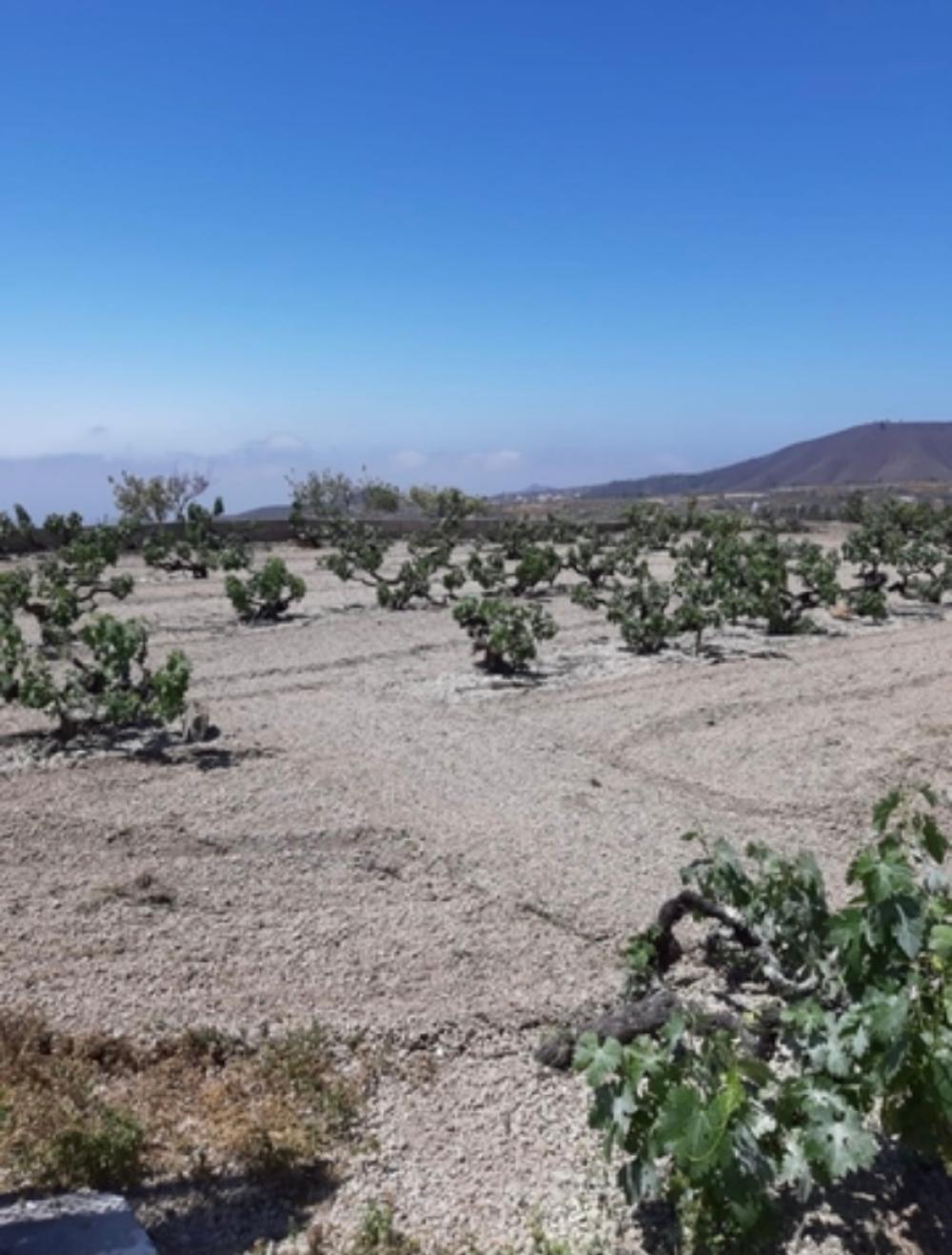 for sale country house Cruz De Tea Zona Sur 8