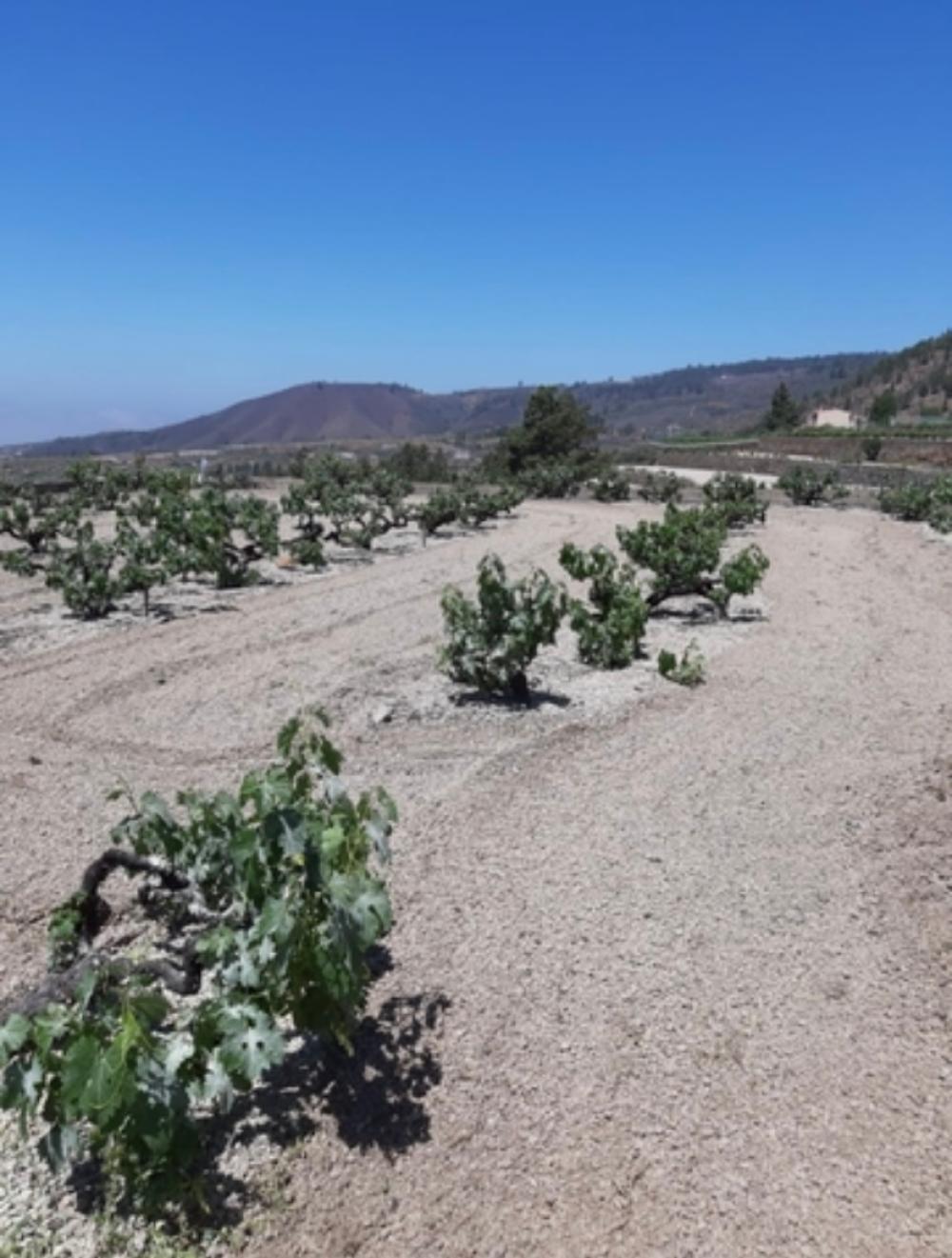  for sale country house Cruz De Tea Zona Sur 6