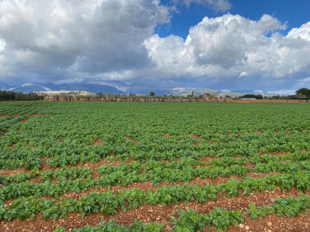  for sale country house Sa Pobla Nord 4