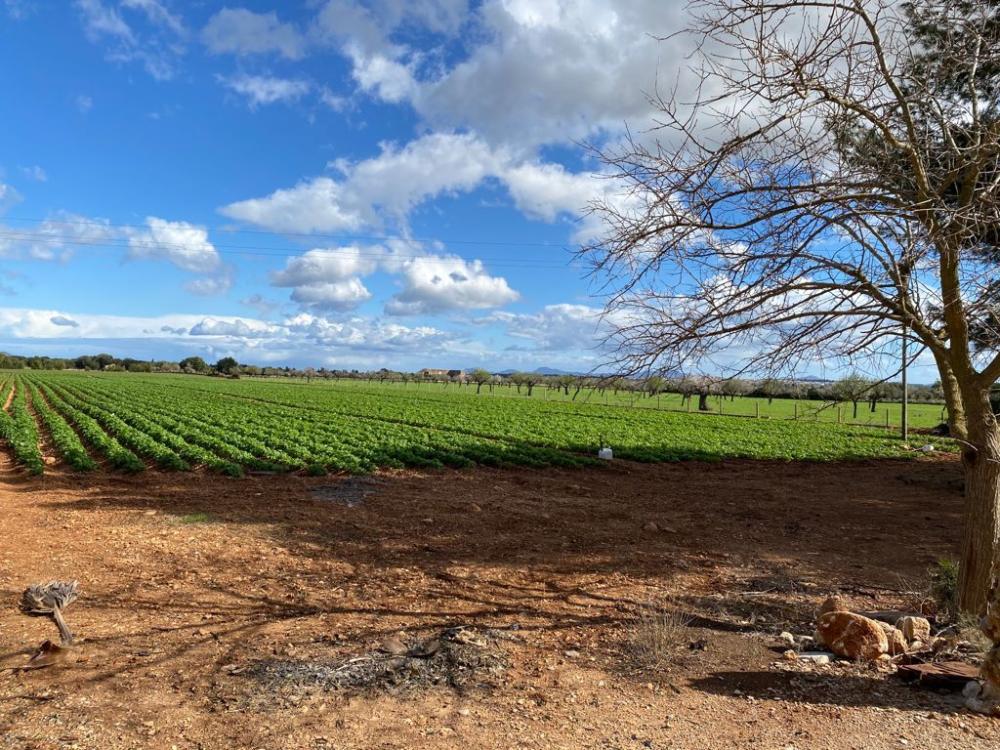 for sale country house Sa Pobla Nord 13