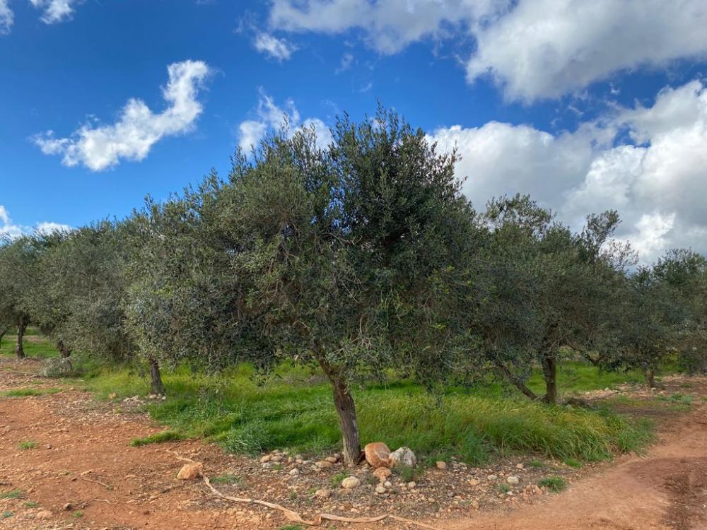  for sale country house Sa Pobla Nord 3