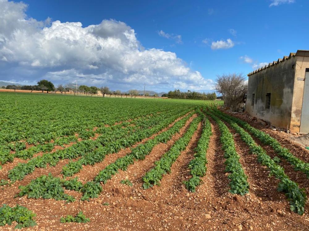  for sale country house Sa Pobla Nord 7