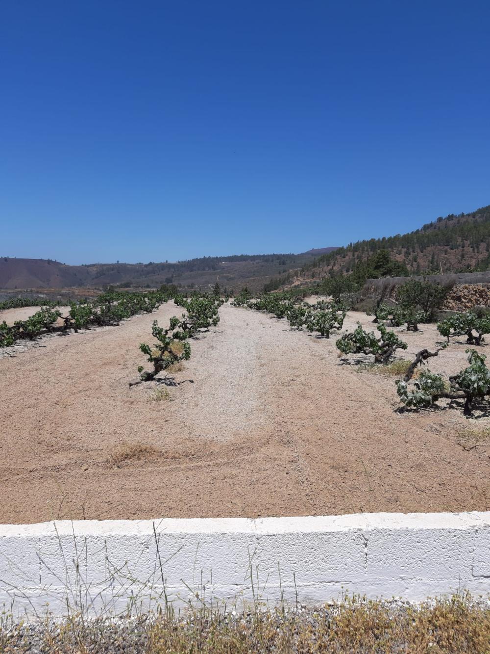  for sale country house Cruz De Tea Zona Sur 4