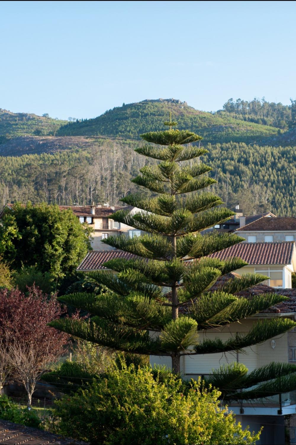  for sale villa Coruxo Vigo 9