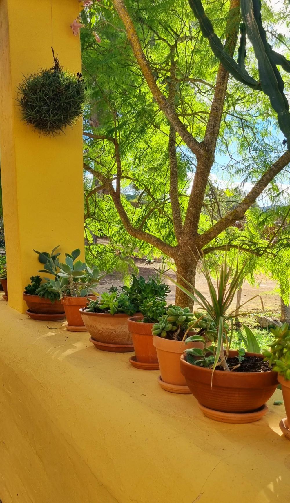  for sale country house Sant Rafel De Sa Creu Sant Antoni De Portmany 12