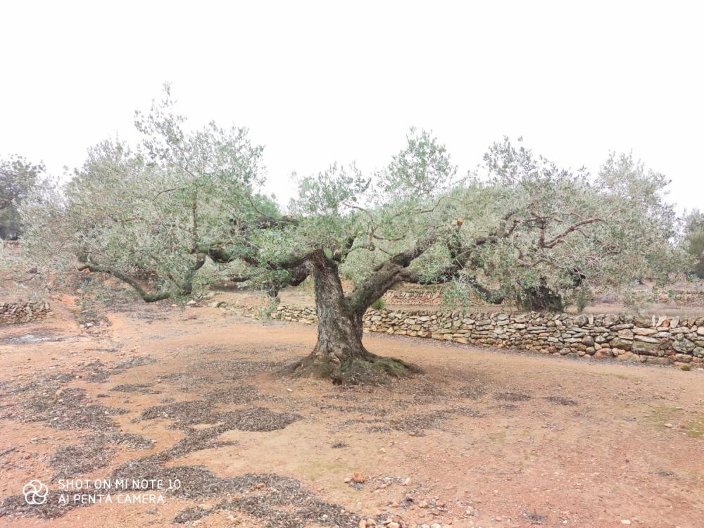  for sale country house Camarles Baix Ebre 7