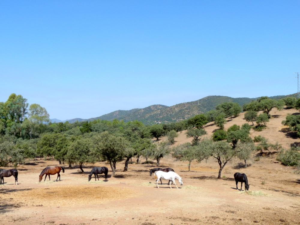  for sale country house Espiel Valle Del Guadiato 12