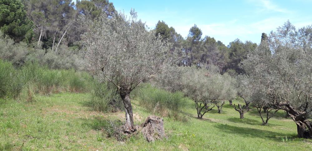  for sale country house Sant Andreu De La Barca Baix Llobregat 6
