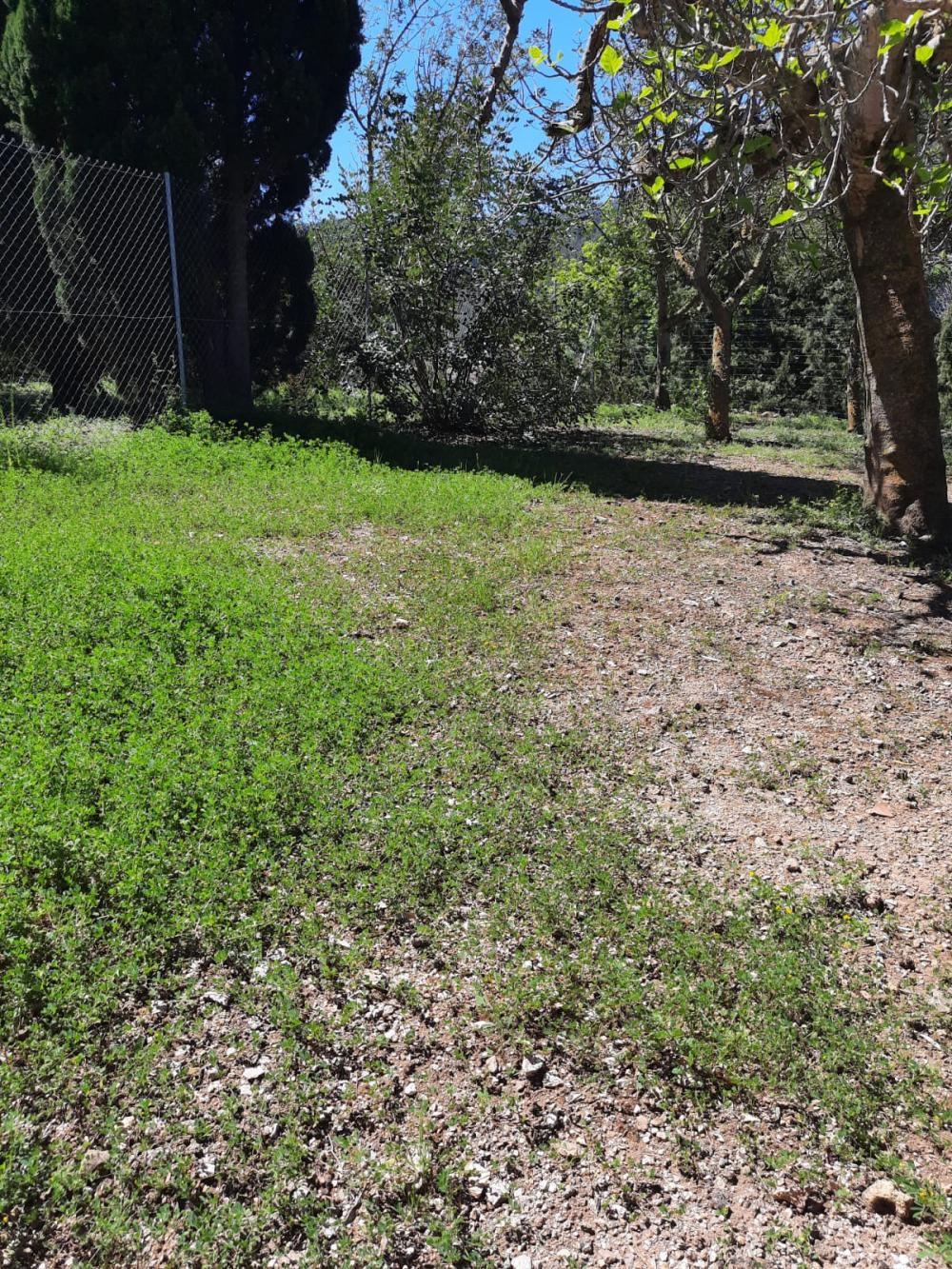  for sale plot Esporles Tramuntana 4