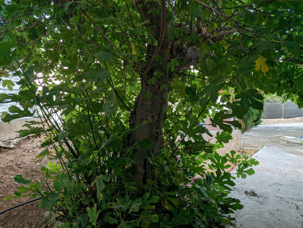  for sale plot Castell De Ferro Costa Tropical 15