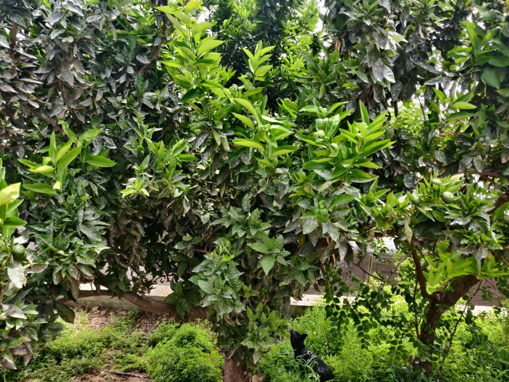  for sale plot Castell De Ferro Costa Tropical 22