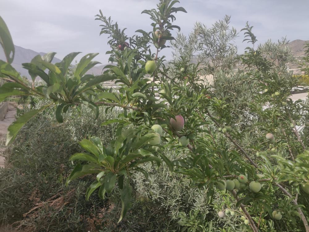  for sale plot Castell De Ferro Costa Tropical 5