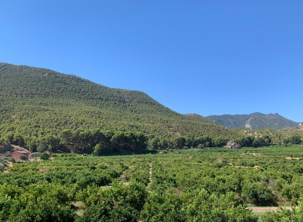  for sale country house Blanca Vega Alta Del Segura 11