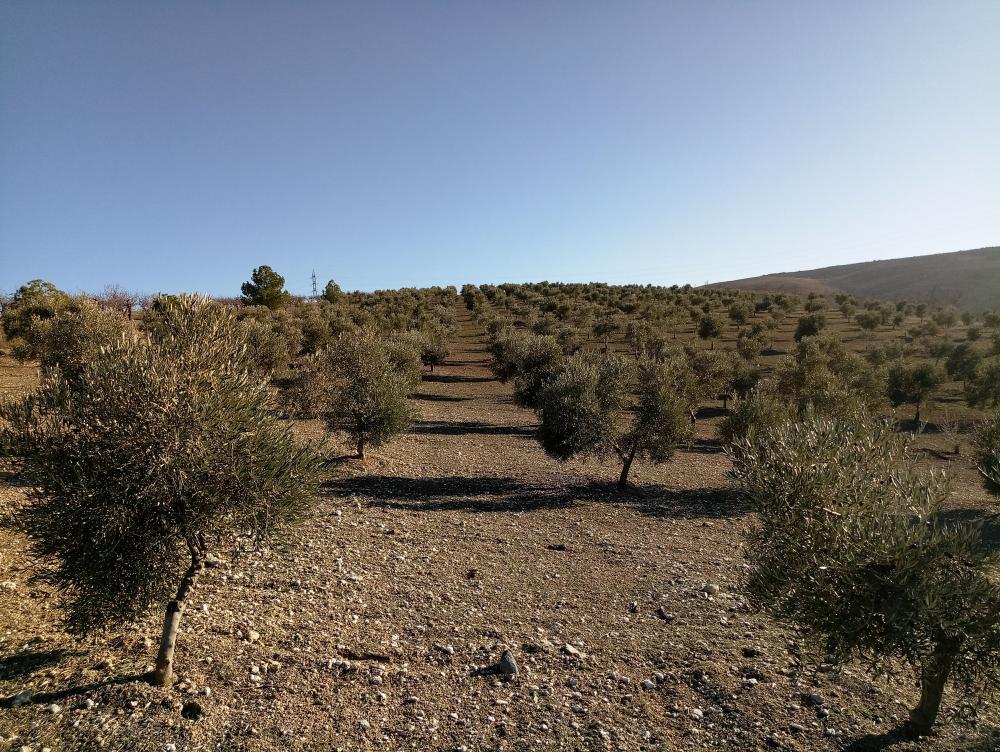  for sale country house Gabia Grande Vega De Granada 7