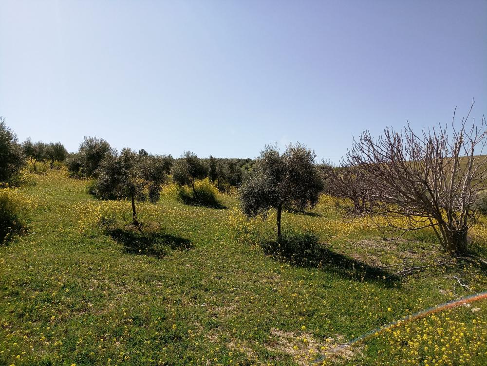  for sale country house Gabia Grande Vega De Granada 9