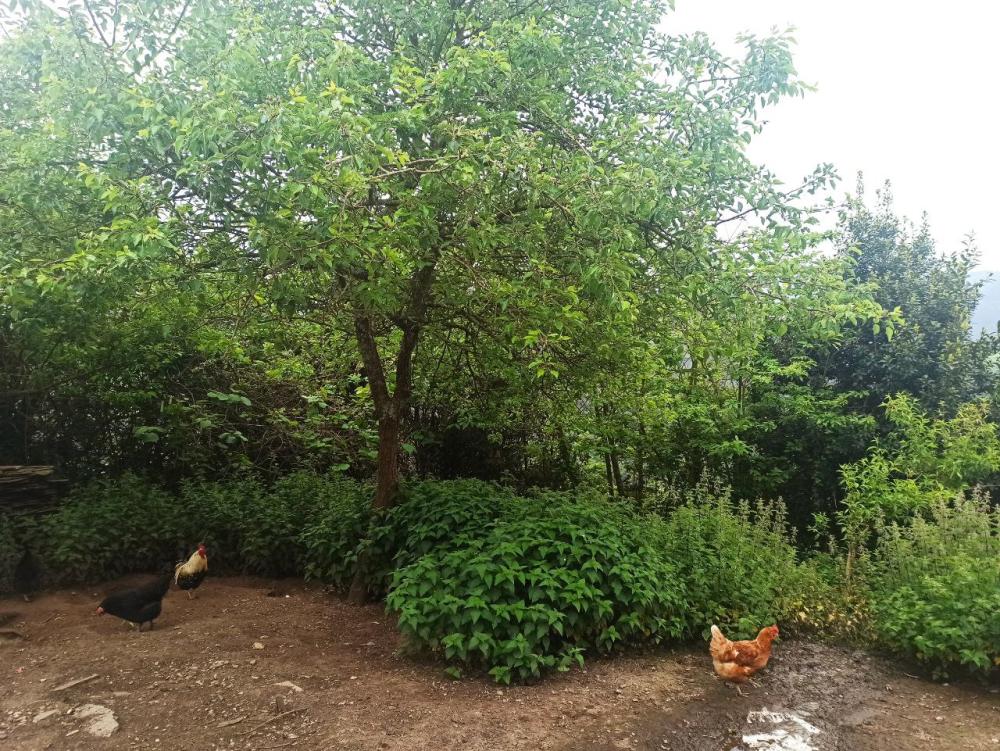  for sale country house Conforto Mariña Oriental 39