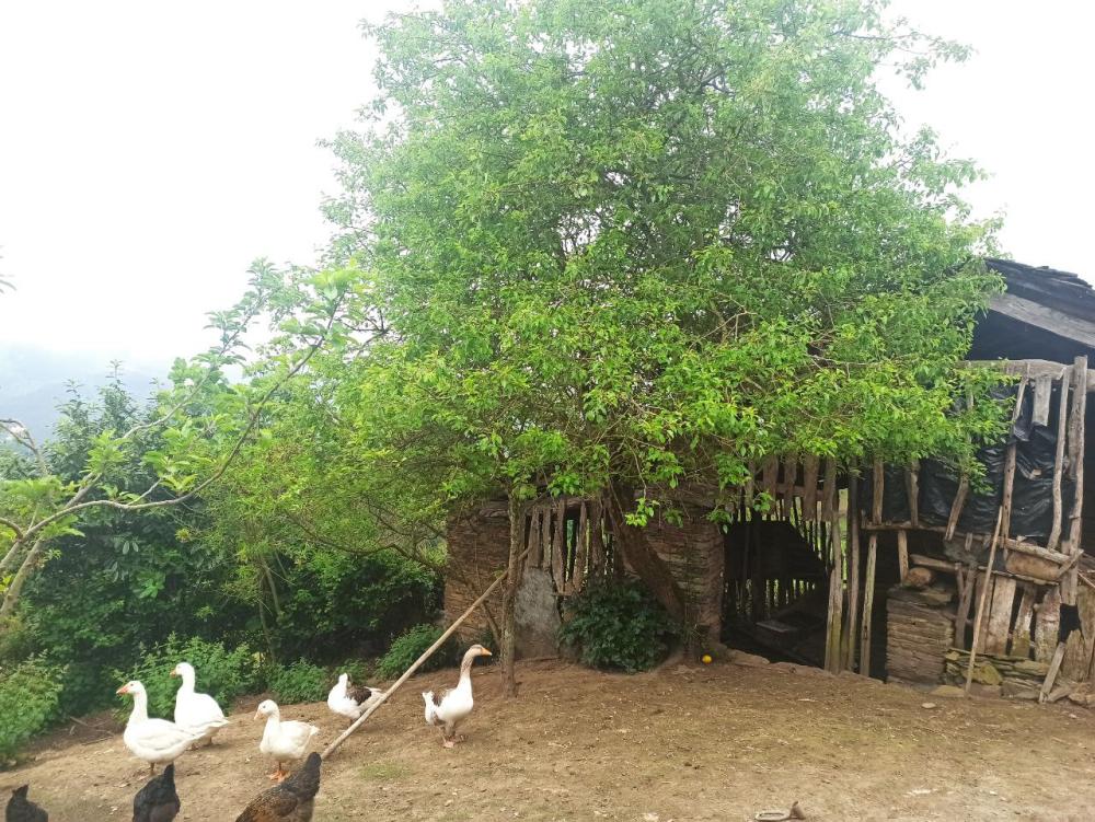  for sale country house Conforto Mariña Oriental 37