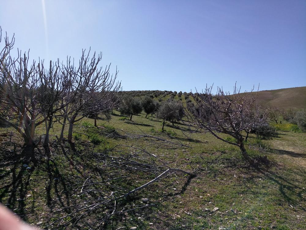 for sale country house Gabia Grande Vega De Granada 3