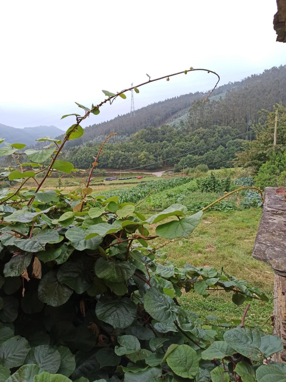  for sale country house Conforto Mariña Oriental 28