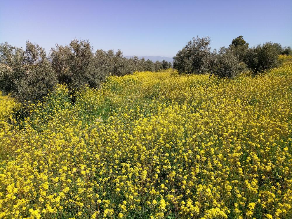 for sale country house Gabia Grande Vega De Granada 2