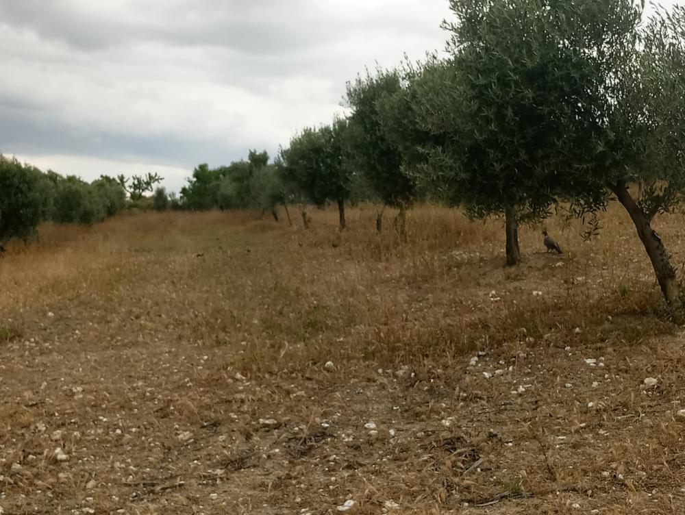  for sale country house Gabia Grande Vega De Granada 8