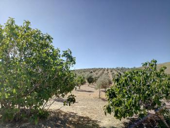 Gabia Grande Vega De Granada country house foto 5071341