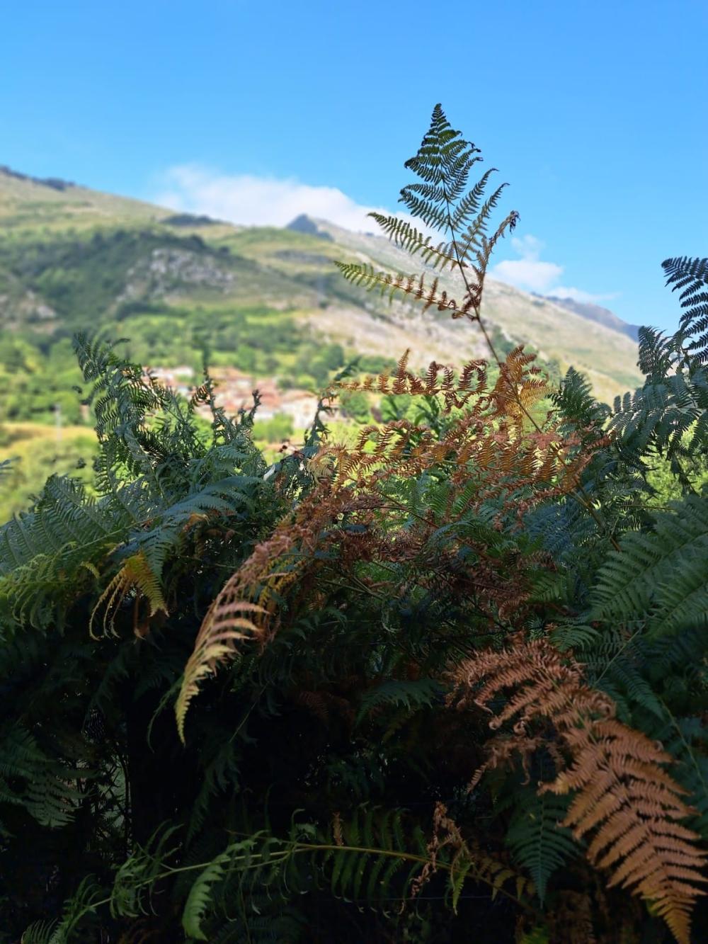  for sale country house Campo De Caso Nalón 43