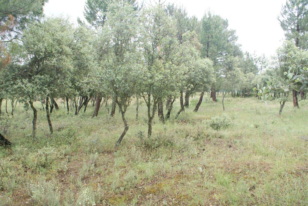  for sale plot Marugán Campiña Segoviana 8