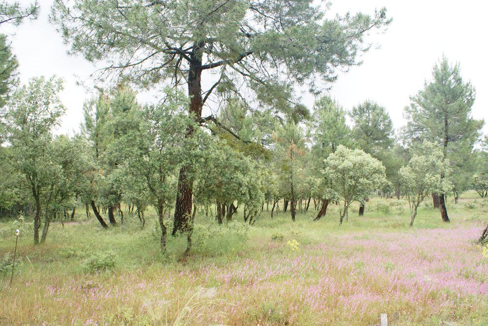  for sale plot Marugán Campiña Segoviana 6