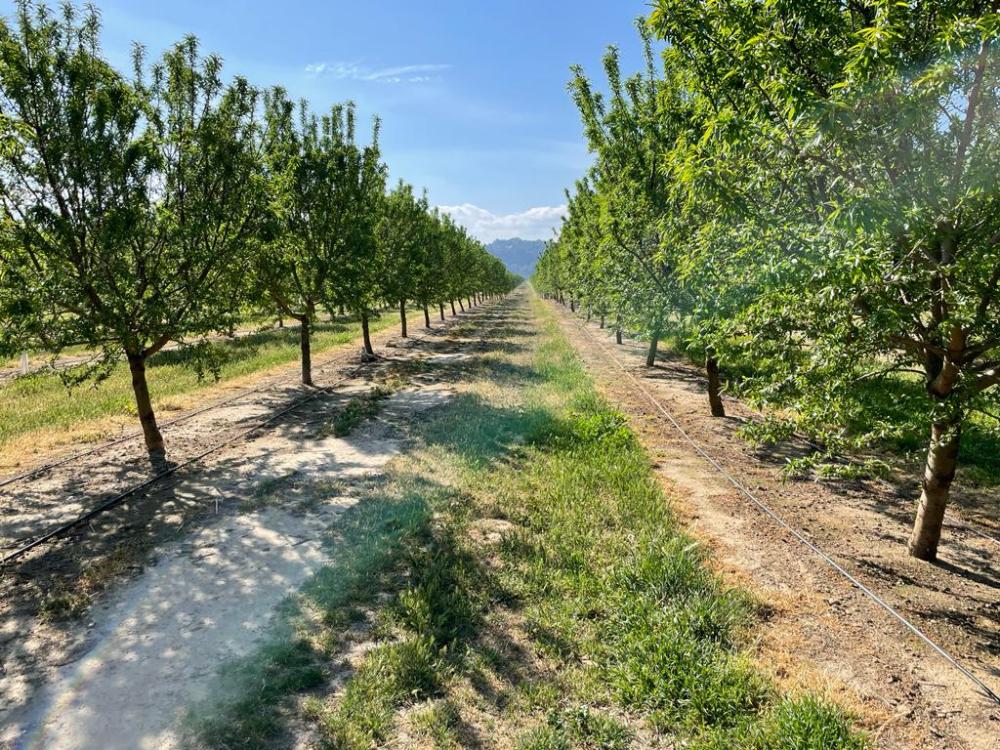  for sale country house Miravet Ribera D'ebre 6