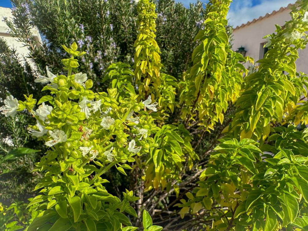  for sale country house El Socorro Zona Metropolitana 30