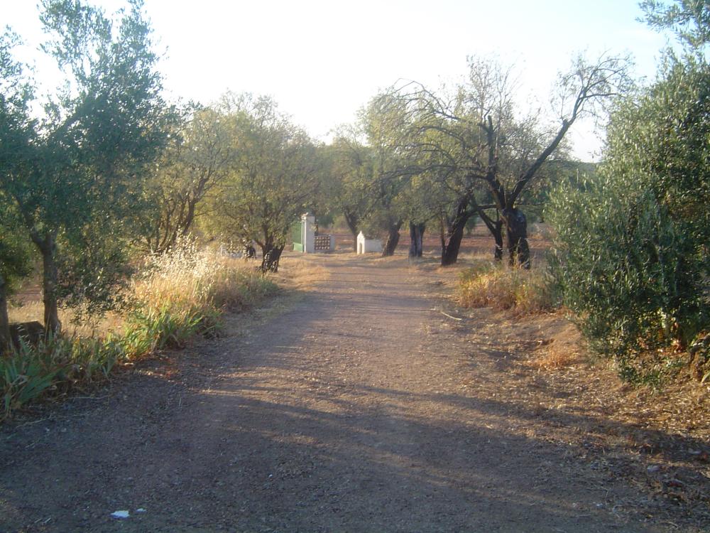  for sale country house Almendralejo Tierra De Barros 4