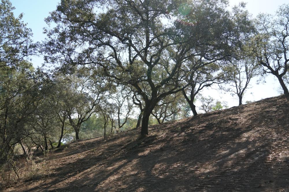  for sale plot Campoamor Urb. Sierra Norte 5