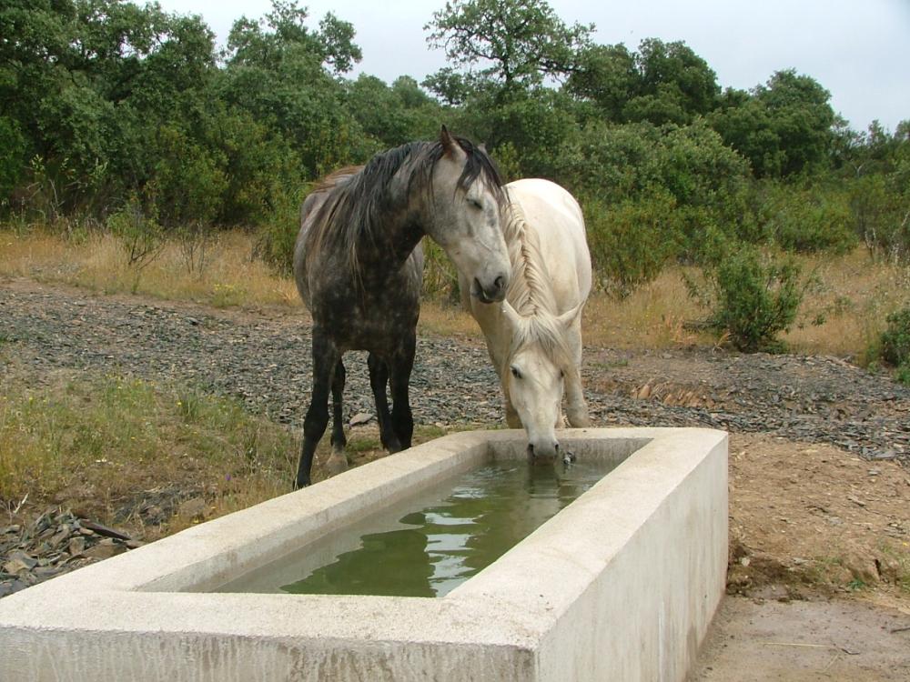  for sale country house Pozoblanco Pedroches (Los) 3