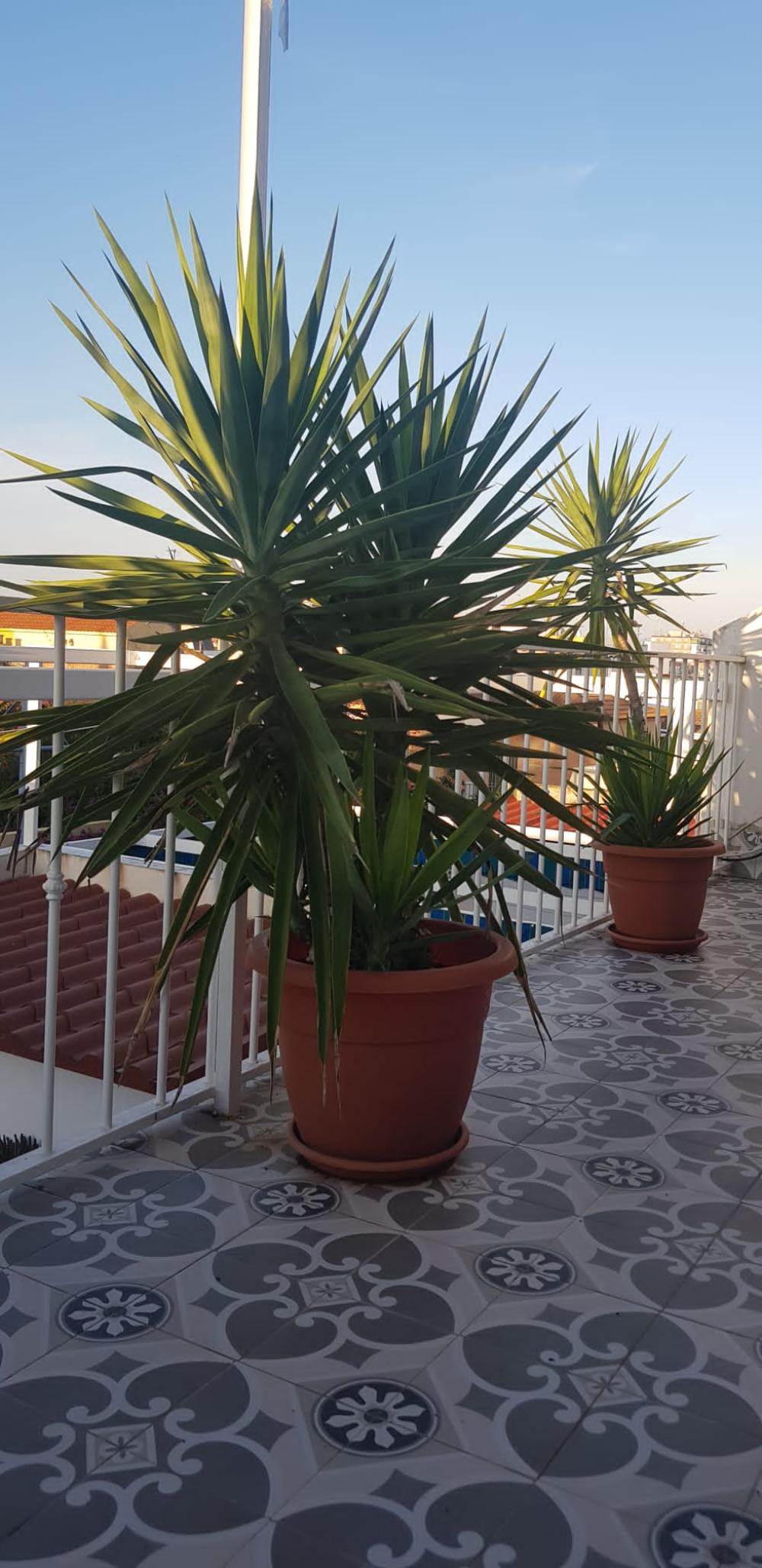  for sale terraced house Mairena Del Aljarafe Metropolitana De Sevilla 4