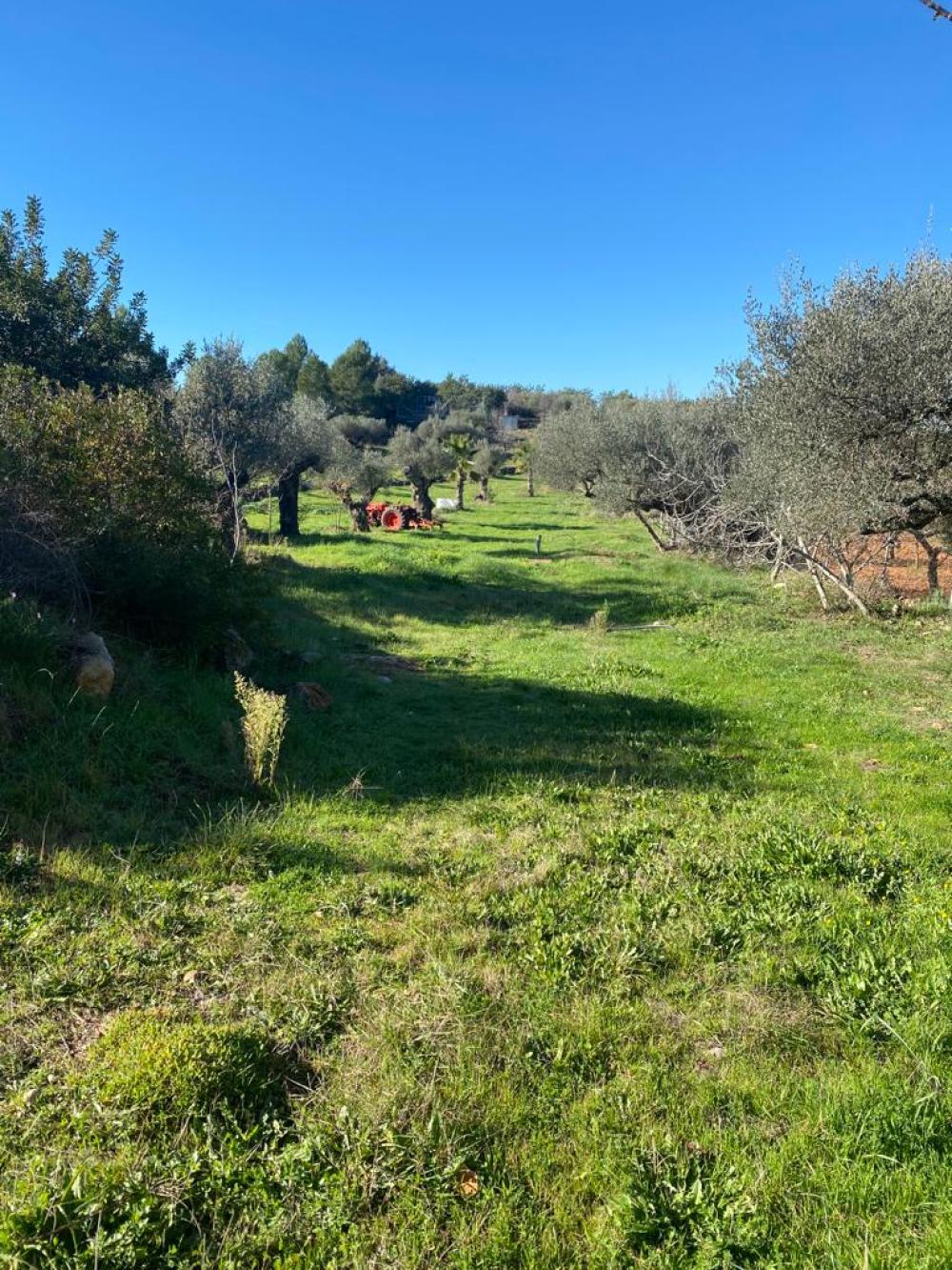  for sale plot Vilafamés Plana Alta 47