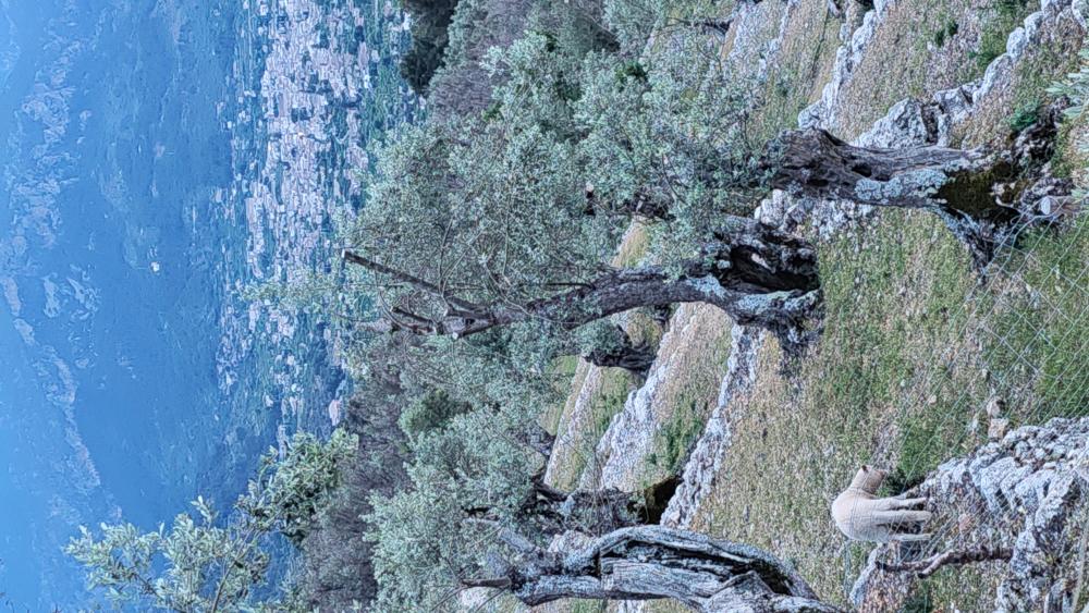  for sale country house Fornalutx Tramuntana 11