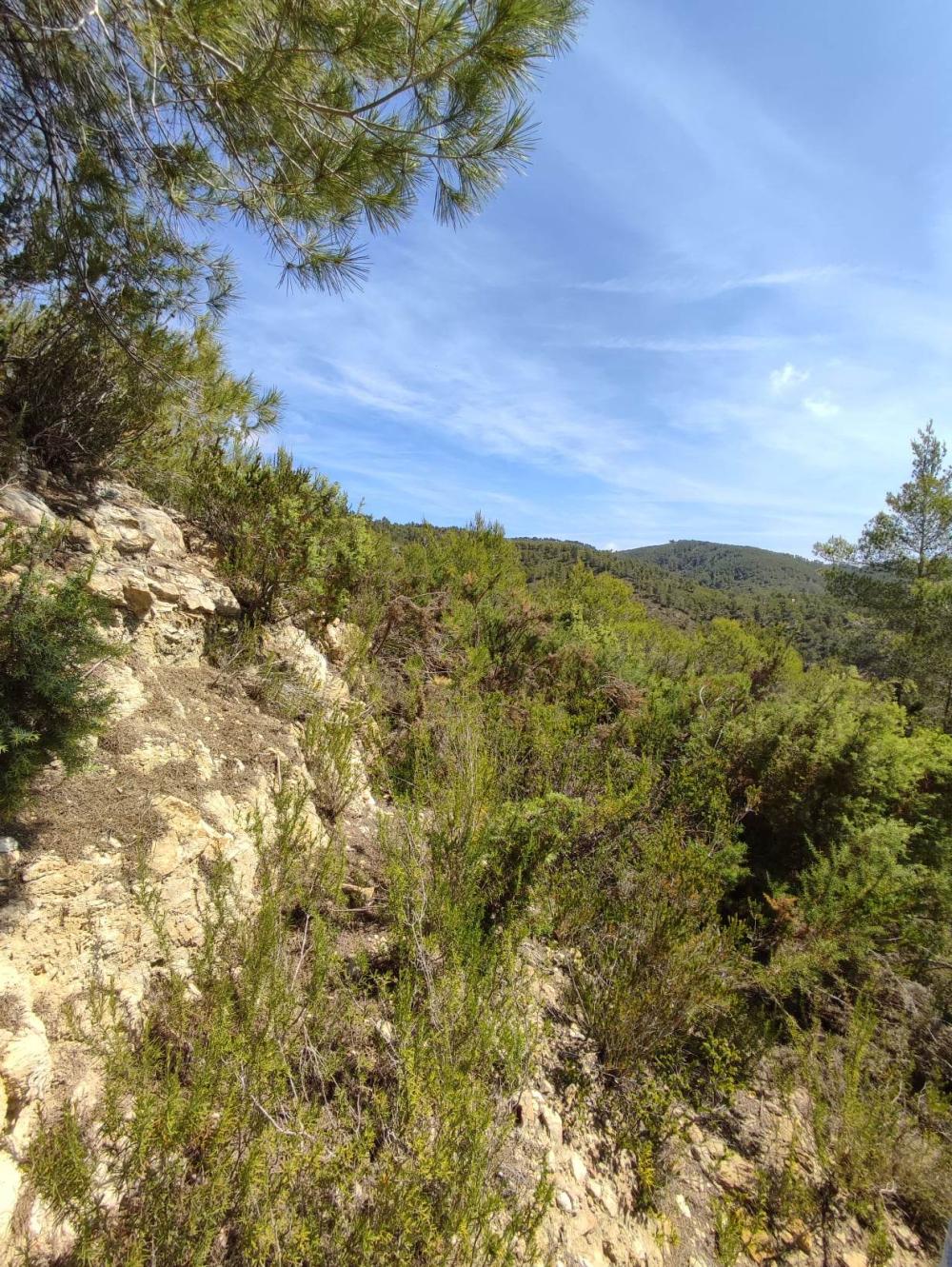  for sale plot Sant Carles De Peralta Santa Eulària Des Riu 4