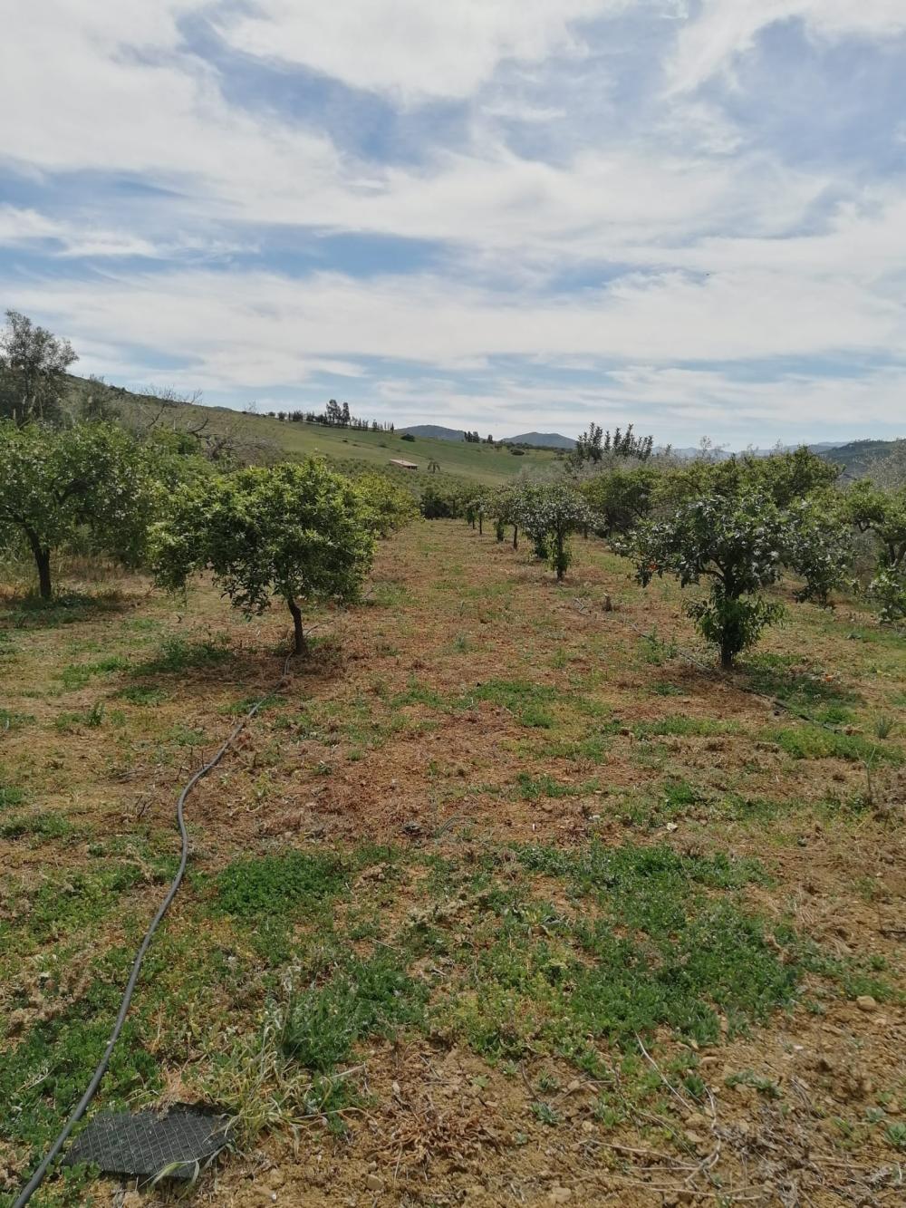  for sale house Bermejo-Caracuel Valle Del Guadalhorce 39