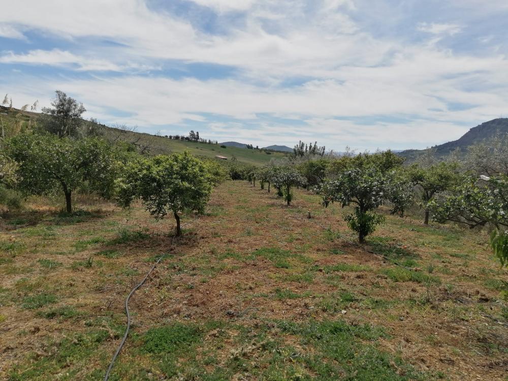  for sale house Bermejo-Caracuel Valle Del Guadalhorce 37