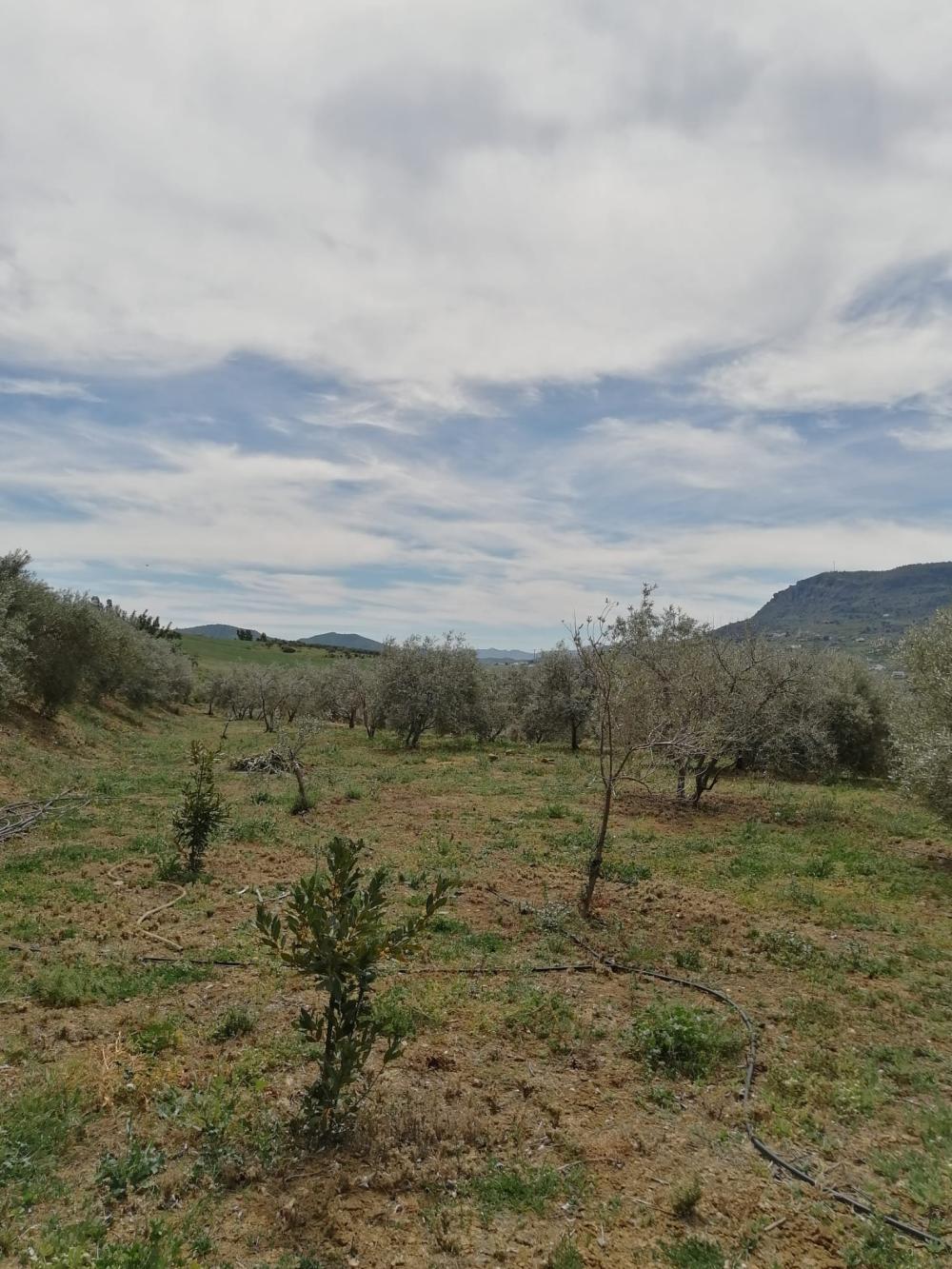  for sale house Bermejo-Caracuel Valle Del Guadalhorce 33