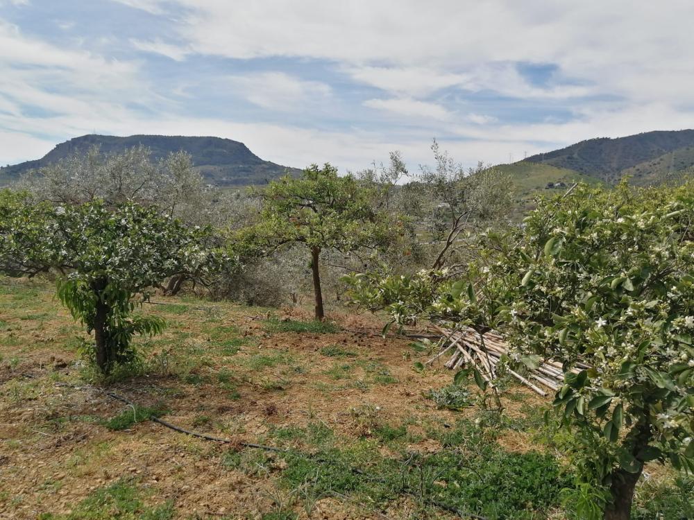  for sale house Bermejo-Caracuel Valle Del Guadalhorce 36