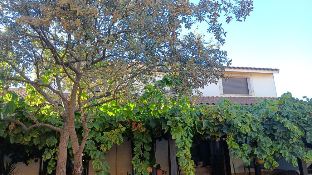  for sale house Las Labores Mancha (La) 9
