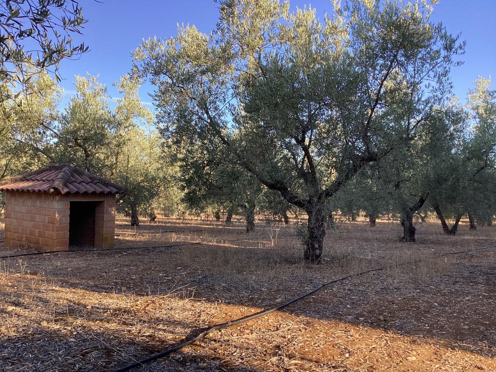  for sale villa Puente Genil Campiña Sur 46