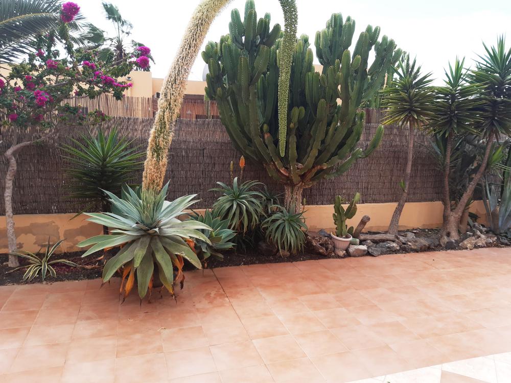  for sale house Geafond Oliva (La) 4