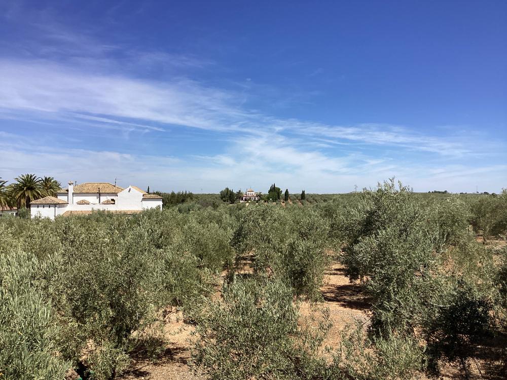  for sale villa Puente Genil Campiña Sur 44