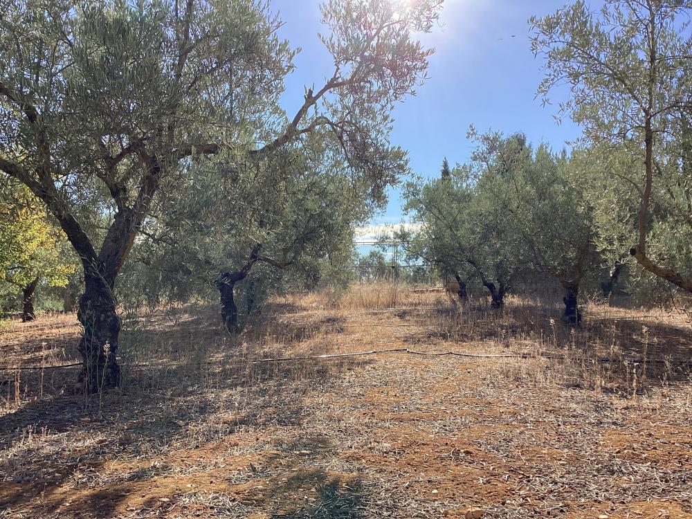  for sale villa Puente Genil Campiña Sur 45