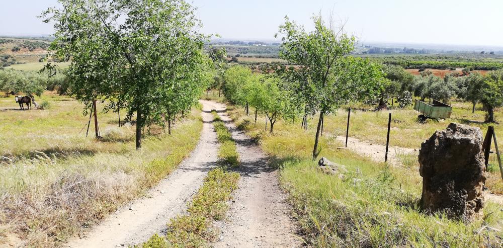 for sale country house Villanueva Del Río Y Minas Vega Del Guadalquivir 37