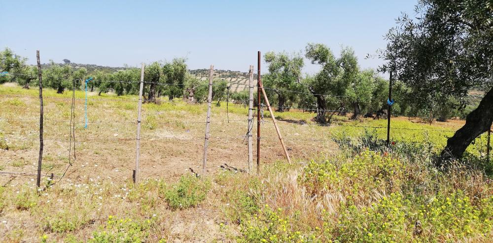  for sale country house Villanueva Del Río Y Minas Vega Del Guadalquivir 36