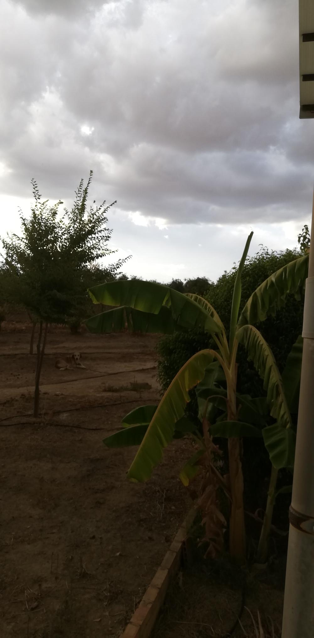  for sale country house Villanueva Del Río Y Minas Vega Del Guadalquivir 21